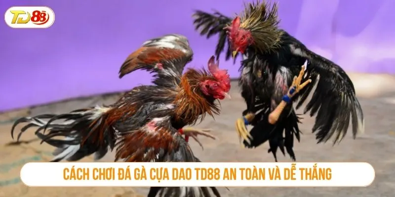 Đá Gà Cựa Dao TD88 Là Sân Chơi Cá Cược Đáng Trải Nghiệm Cách chơi đá gà cựa dao TD88 an toàn và dễ thắng