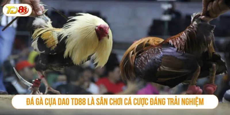 Đá Gà Cựa Dao TD88 Là Sân Chơi Cá Cược Đáng Trải Nghiệm Đá gà cựa dao